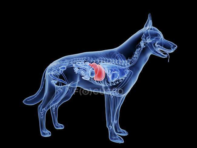Silhouette del cane con fegato di colore rosso su sfondo nero, illustrazione digitale . — Foto stock
