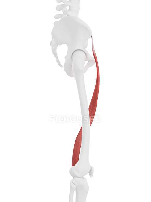 Human skeleton with red colored Sartorius muscle, digital illustration. — Stock Photo