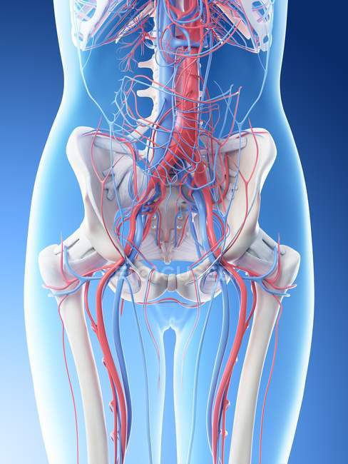 Système vasculaire abdominal féminin, illustration par ordinateur
. — Photo de stock