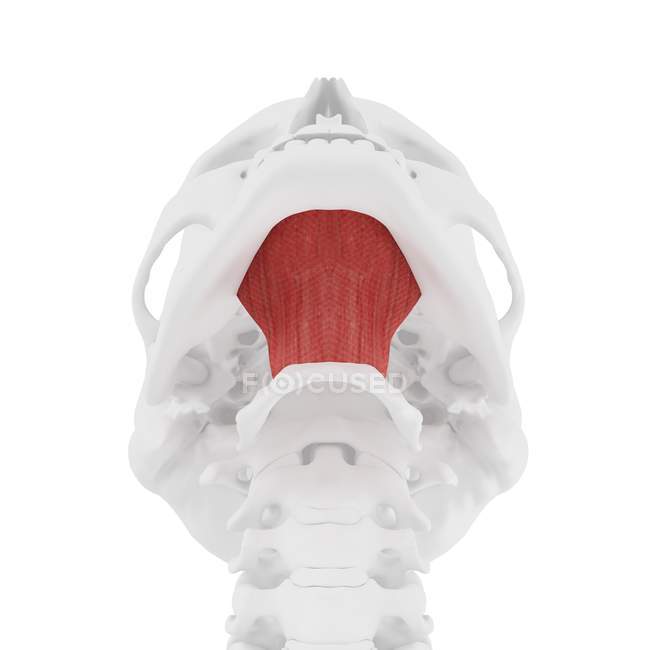 Human skeleton with red colored Mylohyoid muscle, digital illustration. — Stock Photo