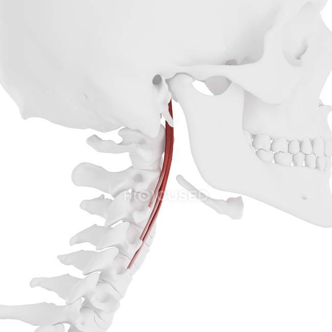 Menschliches Skelett mit rot gefärbtem Longus Capitis Muskel, digitale Illustration. — Stockfoto