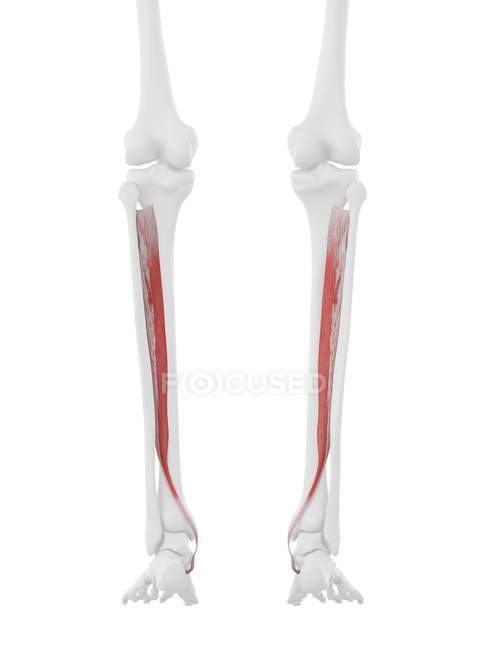 Modello di scheletro umano con muscolo posteriore Tibialis dettagliato, illustrazione al computer . — Foto stock