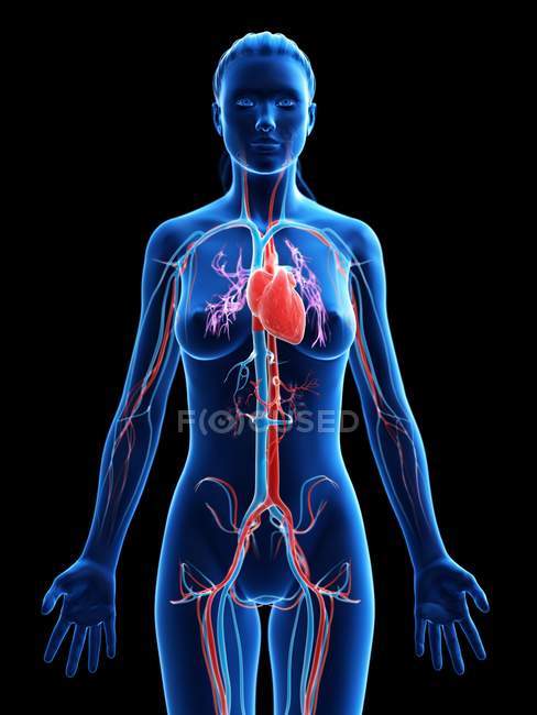 Corazón visible en silueta corporal femenina, ilustración por ordenador
. - foto de stock
