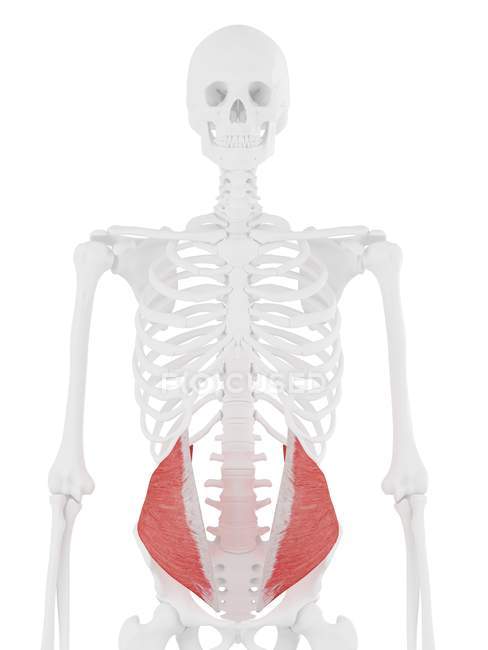 Esqueleto humano con rojo detallado Músculo oblicuo interno, ilustración digital . - foto de stock