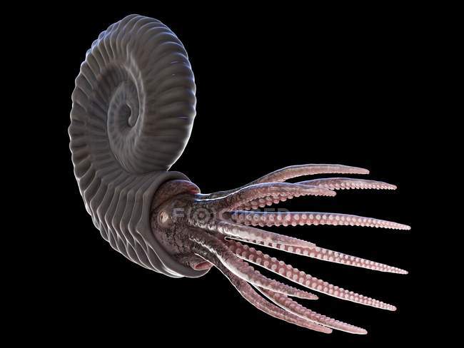 Ancient ammonite animal on black background, computer illustration. — Stock Photo