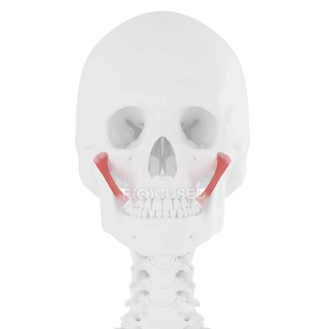 Modelo de esqueleto humano con detallado músculo mayor de Zygomaticus, ilustración por computadora . - foto de stock