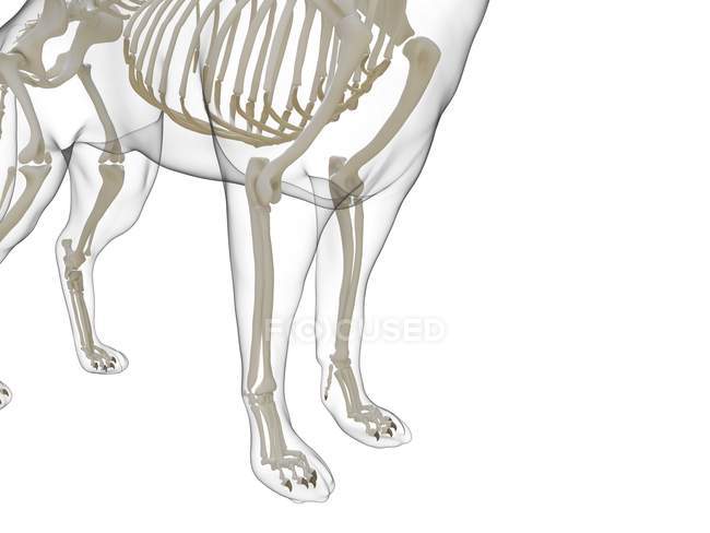 Силует собаки з видимим скелетом на білому фоні, цифрова ілюстрація. — стокове фото