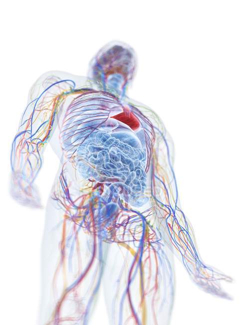 Модель людського тіла, що показує чоловічу анатомію та кровоносні судини, цифрова ілюстрація . — стокове фото