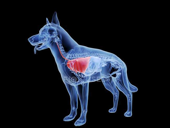 Silhueta cão com pulmões vermelhos coloridos em fundo preto, ilustração digital . — Fotografia de Stock