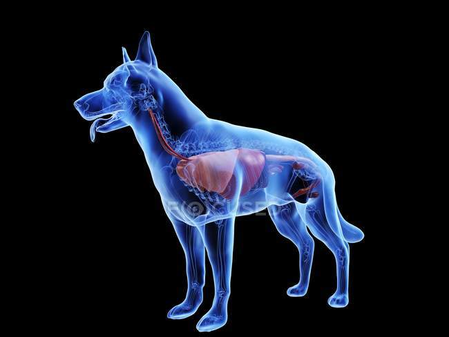 Анатомия собак с видимыми органами на черном фоне, цифровая иллюстрация
. — стоковое фото