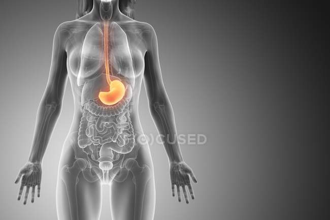 Абстрактне жіноче тіло 3d модель, що демонструє шлунок в анатомії людини, цифрова ілюстрація . — стокове фото