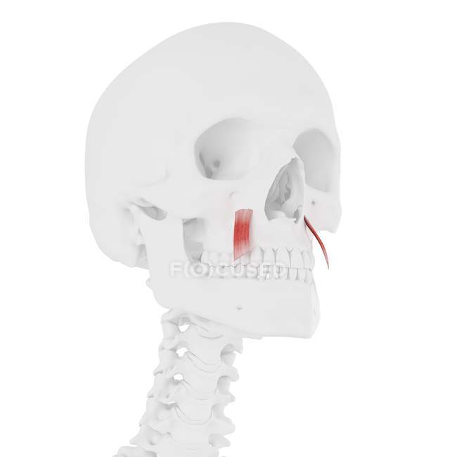 Menschlicher Schädel mit detailliertem rotem Levator anguli oris Muskel, digitale Illustration. — Stockfoto