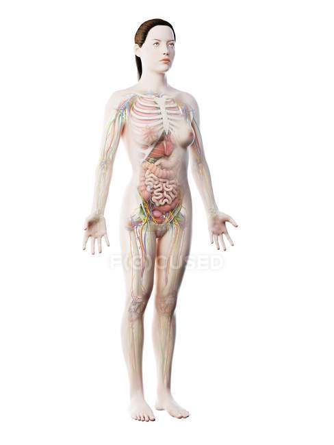 Modelo del cuerpo humano que muestra la anatomía femenina con órganos internos, ilustración de renderizado 3D digital
. - foto de stock