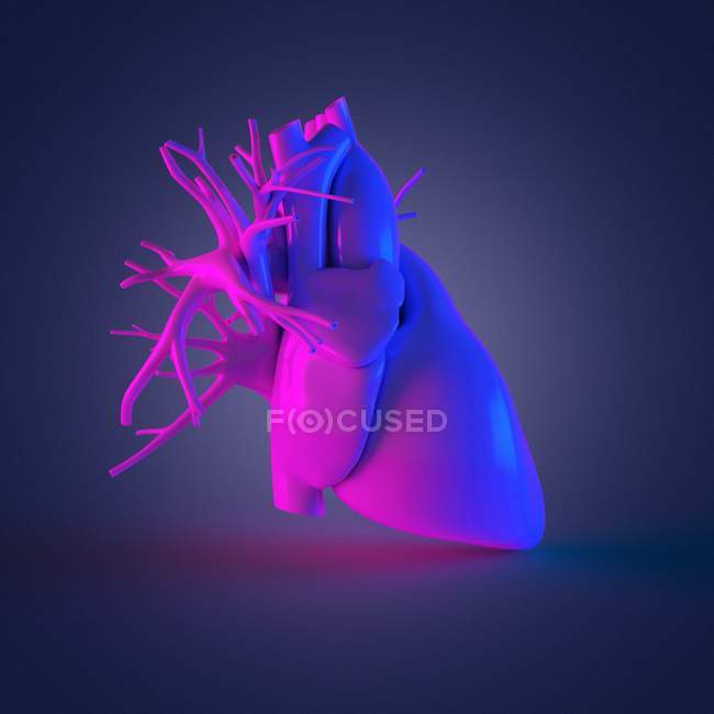 Modello di cuore umano colorato su sfondo scuro, illustrazione del computer
. — Foto stock