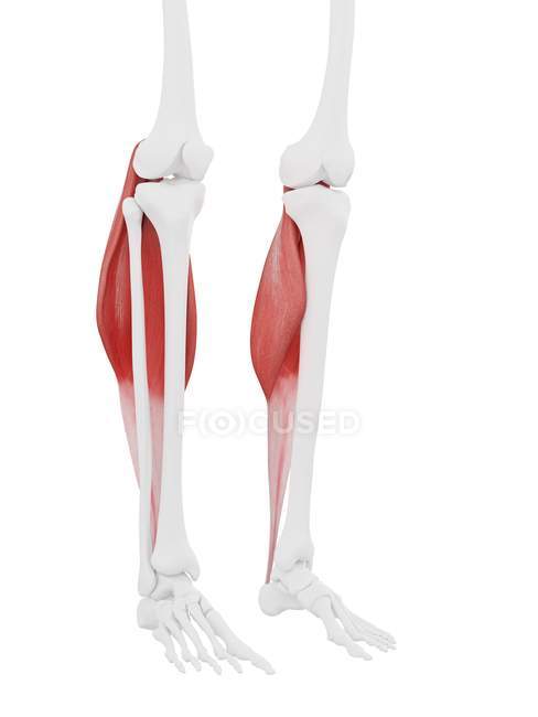 Parte del esqueleto humano con músculo Gastrocnemio rojo detallado, ilustración digital . - foto de stock