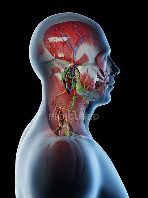 Anatomía y musculatura masculina de cabeza y cuello, ilustración digital . - foto de stock