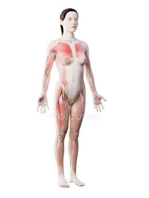 Modello del corpo umano che mostra l'anatomia femminile con sistema muscolare, illustrazione digitale di rendering 3d . — Foto stock