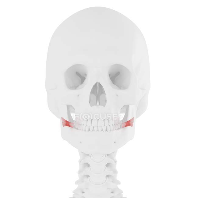 Menschliches Skelett mit rot gefärbtem Risorius-Muskel, digitale Illustration. — Stockfoto