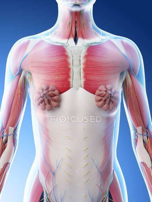 Anatomia della parte superiore del corpo femminile e sistema muscolare, illustrazione al computer . — Foto stock