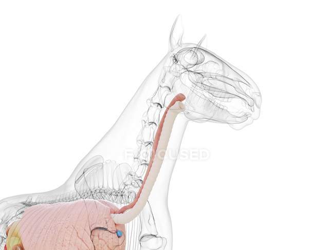 Anatomia do cavalo da parte superior do corpo, ilustração do computador . — Fotografia de Stock