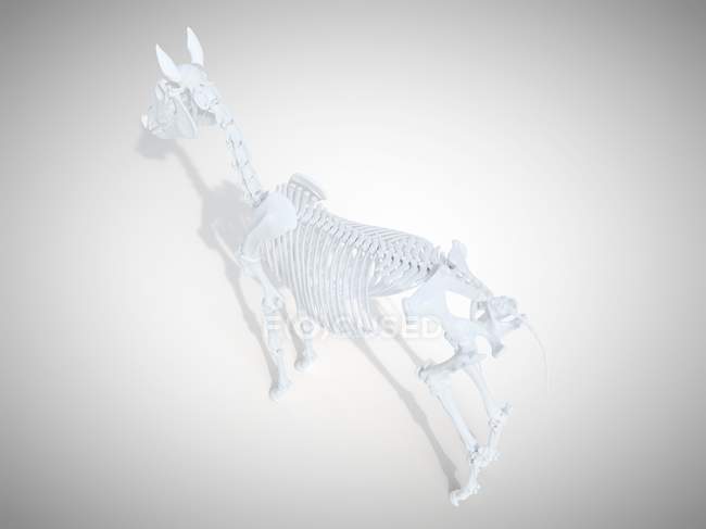 Esqueleto de caballo, representación 3D realista
. - foto de stock