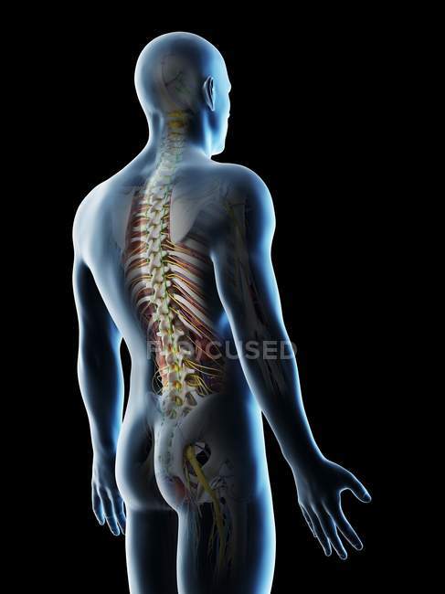 Anatomia della schiena maschile e sistema scheletrico, illustrazione del computer . — Foto stock