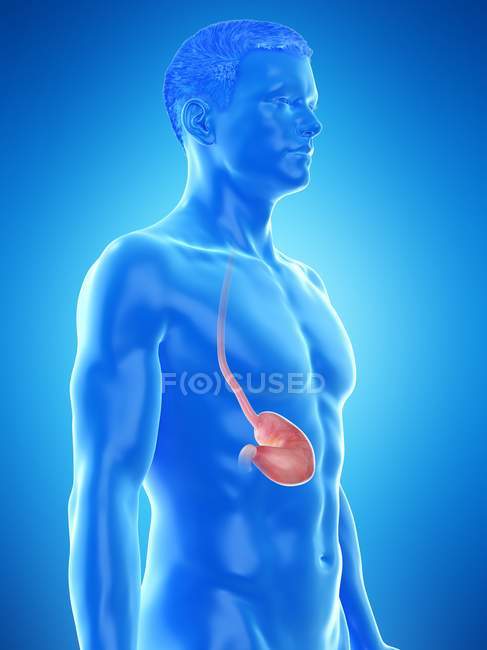 Anatomia dello stomaco nel corpo maschile astratto, illustrazione al computer . — Foto stock