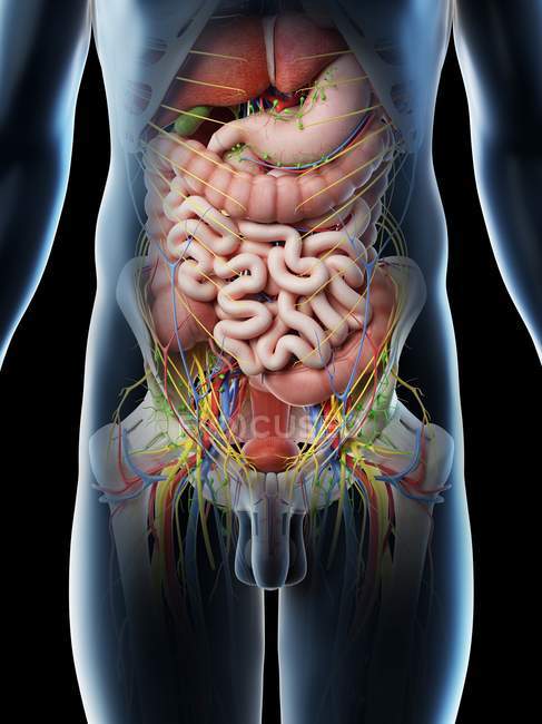 Male abdominal organs, midsection, digital illustration. — Stock Photo