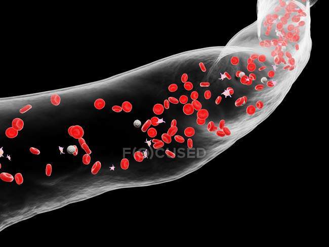 Abstrato vaso sanguíneo com glóbulos brancos e vermelhos, ilustração digital
. — Fotografia de Stock