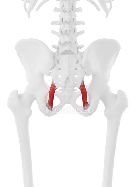 Esqueleto humano com músculo ligamentar vermelho detalhado Sacrotuberous, ilustração digital . — Fotografia de Stock