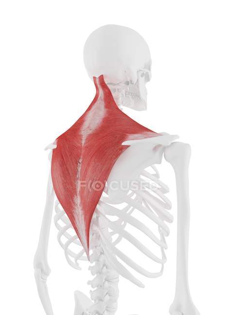 Menschliches Skelettmodell mit detailliertem Trapezmuskel, Computerillustration. — Stockfoto
