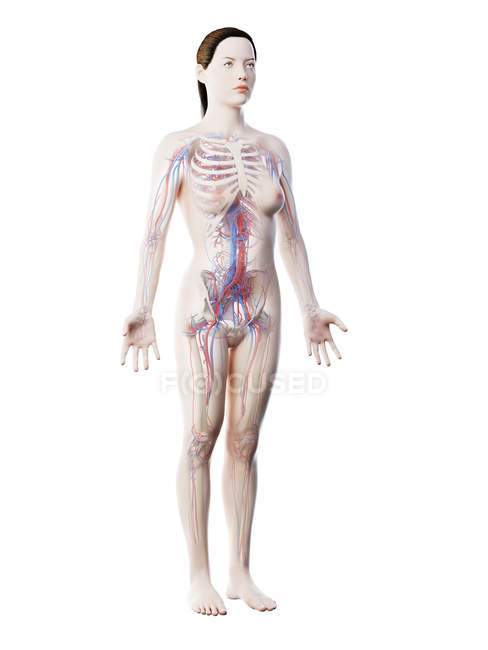 Жіноча анатомія, що показує судинну систему, цифрова ілюстрація . — стокове фото