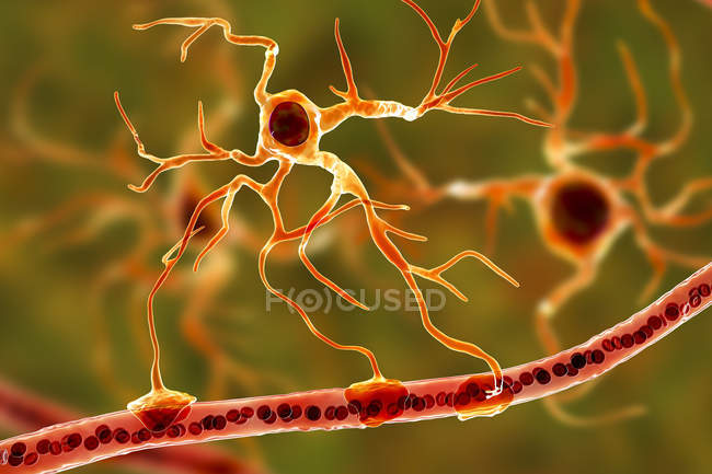 Астроцистит мозку гліальних клітин, що з'єднують нейрональні клітини кровоносних судин, цифрова ілюстрація. — стокове фото