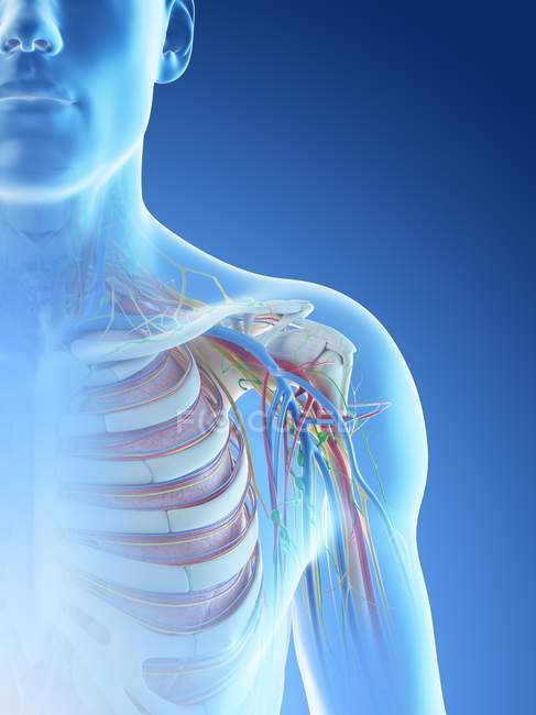 Anatomía del hombro masculino, ilustración digital
. - foto de stock