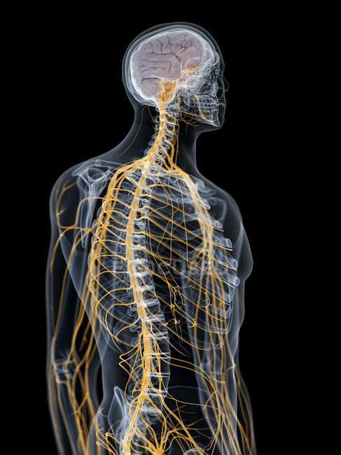 Silhouette masculine abstraite avec cerveau visible et nerfs du système nerveux, illustration par ordinateur . — Photo de stock