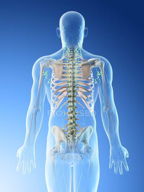 Lymph nodes of male upper body, computer illustration. — Stock Photo