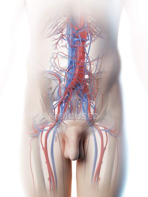 Vasos sanguíneos abdominales masculinos, ilustración digital
. - foto de stock