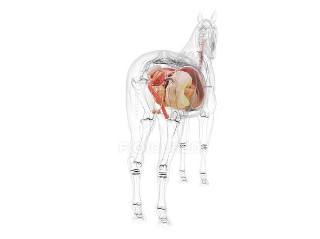 Лошадиная анатомия с видимыми внутренними органами на белом фоне, компьютерная иллюстрация . — стоковое фото