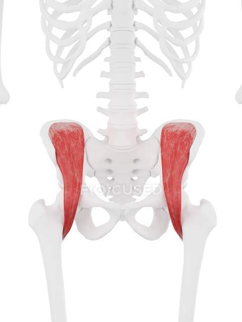 Parte del esqueleto humano con músculo Iliacus rojo detallado, ilustración digital . - foto de stock