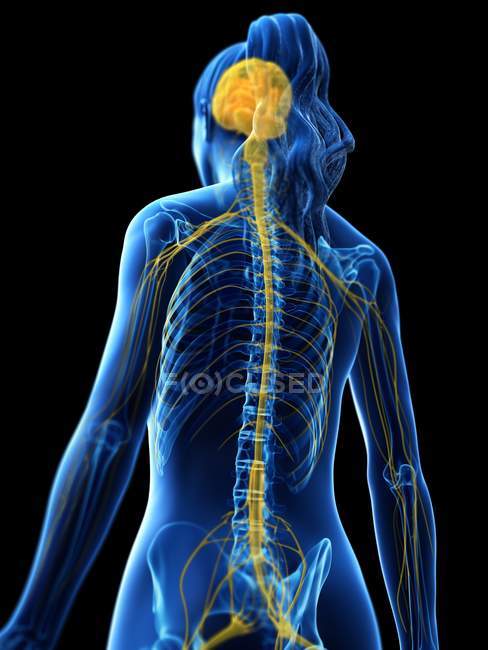 Silueta femenina abstracta con cerebro visible y médula espinal del sistema nervioso, ilustración por ordenador . - foto de stock