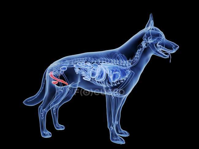 Dog silhouette with red colored genitals on black background, digital illustration. — Stock Photo