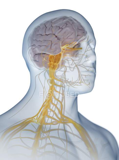 Абстрактный мужской силуэт с видимым мозгом и нервами нервной системы, компьютерная иллюстрация . — стоковое фото