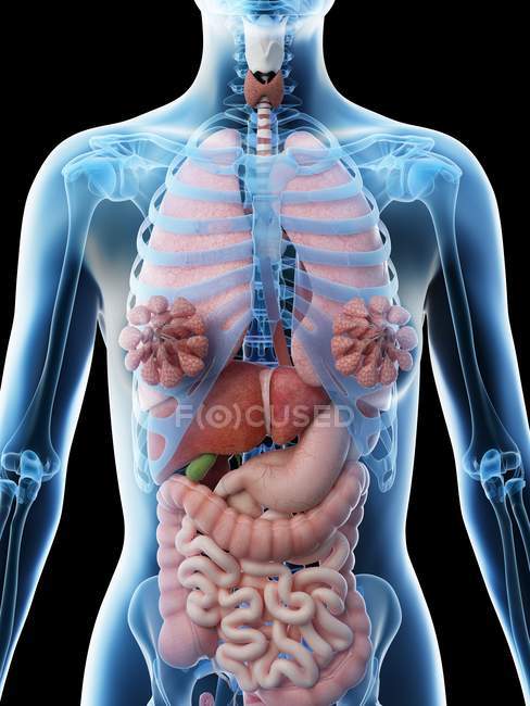 Modello del corpo umano che mostra l'anatomia femminile con organi interni, illustrazione digitale di rendering 3d . — Foto stock