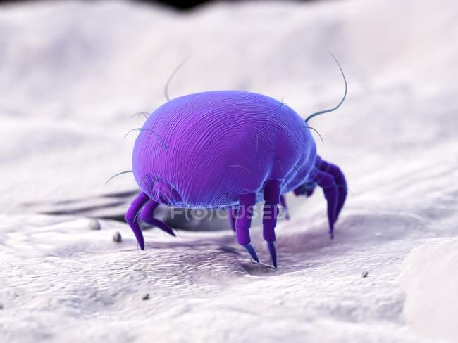 Acaro della polvere colorato viola, illustrazione digitale . — Foto stock