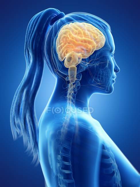 Cerebro coloreado en el cuerpo femenino, ilustración por computadora . - foto de stock