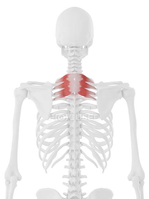 Human skeleton with red colored Serratus posterior superior muscle, digital illustration. — Stock Photo
