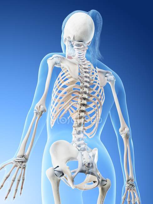 Esqueleto visible en silueta de cuerpo femenino, ilustración por computadora . - foto de stock