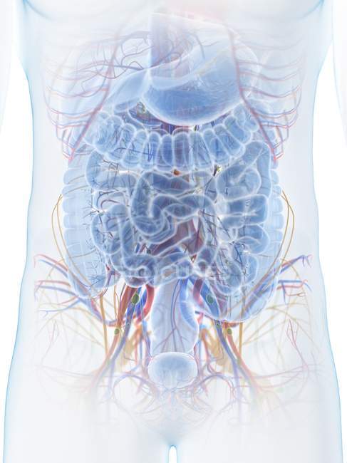 Anatomía abdominal masculina, ilustración por ordenador . - foto de stock