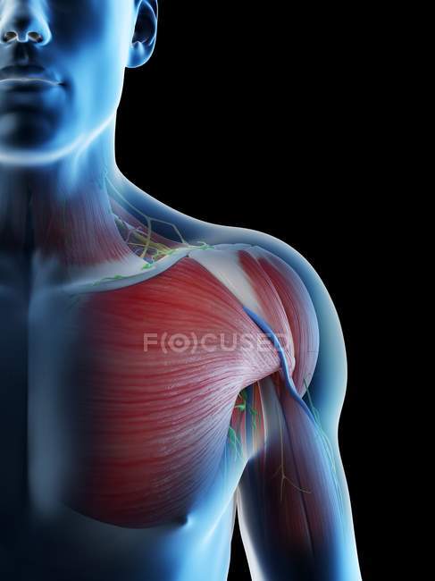 Anatomie und Muskulatur der männlichen Schulter, digitale Illustration. — Stockfoto