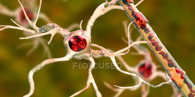 Cellula gliale cerebrale astrocitaria che collega le cellule neuronali ai vasi sanguigni, illustrazione digitale . — Foto stock
